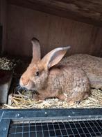 Haaskleurige vlaamse reus ram, Dieren en Toebehoren, Konijnen, Mannelijk, Groot, 0 tot 2 jaar