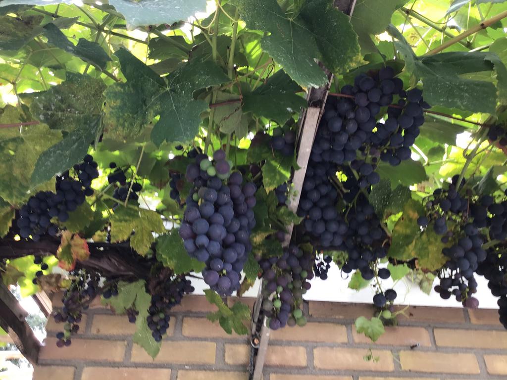 Druiven planten, Minder dan 100 cm, Overige soorten, Volle zon, Ophalen of Verzenden