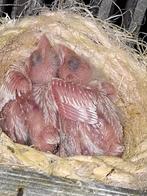 Te Koop jong Kanarie wit 2026, Dieren en Toebehoren, Vogels | Kanaries, Geslacht onbekend, Kleurkanarie