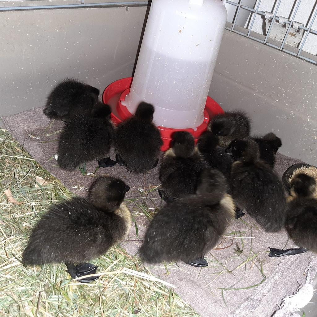 Zwarte kwaker kuikens, Dieren en Toebehoren, Geslacht onbekend, Eend