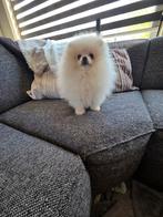 Pomeranian pup pomeriaan/dwergkees, Particulier, Keeshond, 15 weken tot 1 jaar, Buitenland