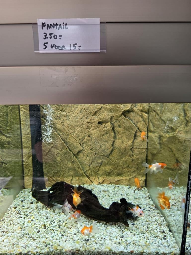 Aquarium/Vijver koudwater vissen, Vis
