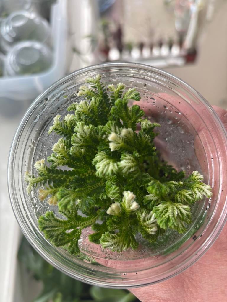 Selaginella martensii, Ophalen of Verzenden, Halfschaduw, Minder dan 100 cm