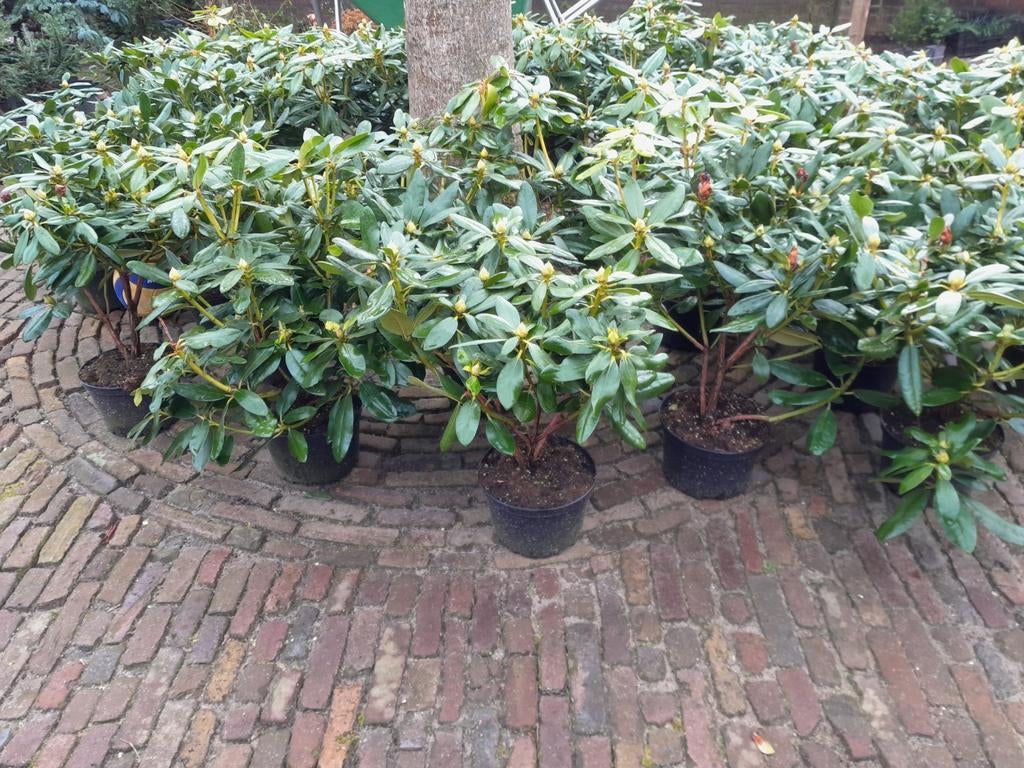 Rhododendron rhododenderon rhodo, Ophalen of Verzenden, Rhododendron, Struik, Minder dan 100 cm