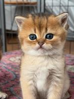 Britse korthaar golden shell KAMPIOENEN ouders, Meerdere dieren, Met stamboom, 0 tot 2 jaar