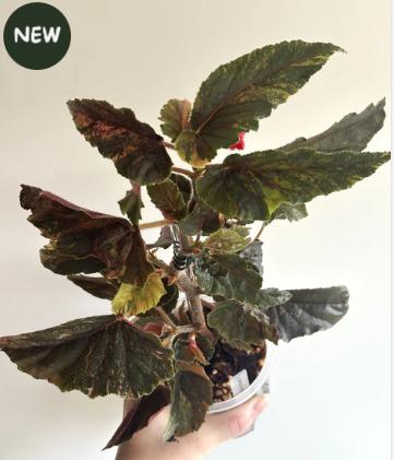 Begonia Ginny Galaxy Variegated #3, Ophalen of Verzenden, Halfschaduw, Minder dan 100 cm