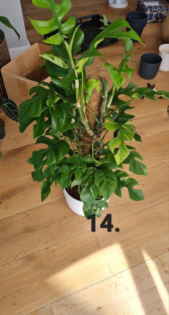 Monstera minima op mosstok, 100 cm hoog, Ophalen of Verzenden, Halfschaduw, 100 tot 150 cm