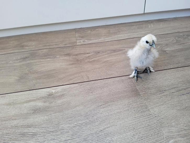 Kuikens zijdehoender kriel, Dieren en Toebehoren, Pluimvee, Kip, Geslacht onbekend