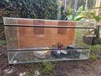 Glazen terrarium 100 cm. breed., Dieren en Toebehoren, Reptielen en Amfibieën | Toebehoren, Ophalen, Gebruikt, Terrarium of Paludarium