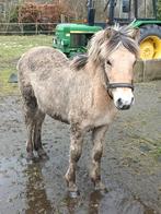 Prachtige Fjord merrie, Dieren en Toebehoren, Pony's, Merrie, Met stamboom, 0 tot 2 jaar, C pony (1.27m tot 1.37m)