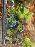 Bessen, tamme bramen en  japanse wijnbes plantjes, Tuin en Terras, Ophalen of Verzenden, Eenjarig, Groenteplanten, Volle zon