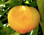 Tomaat Bull's Heart Goud, Ophalen of Verzenden, Voorjaar, Volle zon, Zaad
