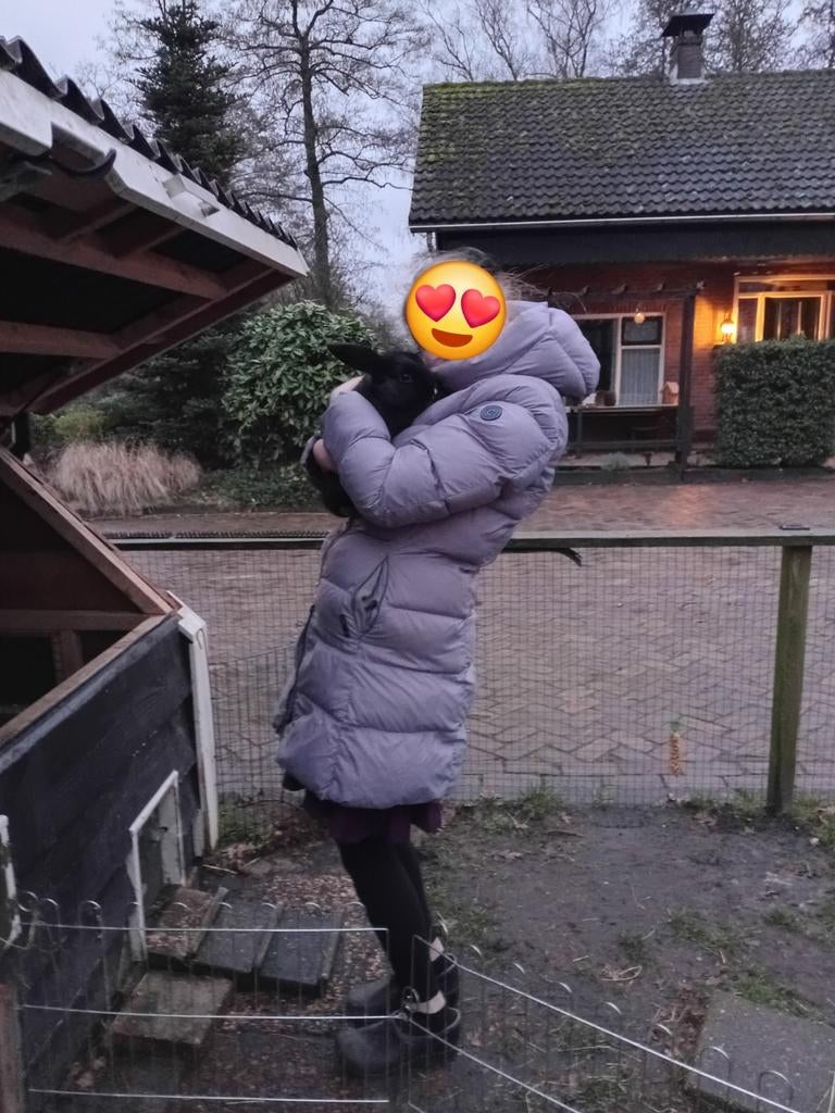 Konijn, Dieren en Toebehoren, Konijnen, Dwerg, Mannelijk