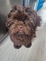 Lieve speelse shih tzu boomer pup, Dieren en Toebehoren, Honden | Chihuahua's en Gezelschapshonden, 15 weken tot 1 jaar, Eén hond