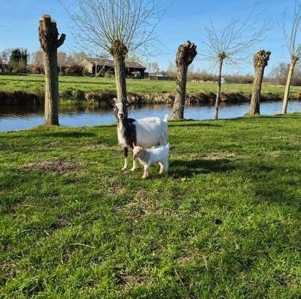 Geit plus bokje, Meerdere dieren, Geit, 0 tot 2 jaar