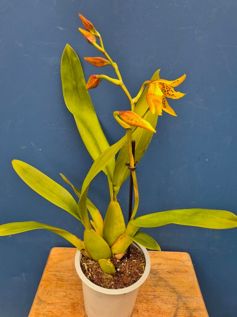 Orchidee Tiger Barb p12 (3)