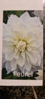 Dahlias knollen, Tuin en Terras, Bloembollen en Zaden, Ophalen of Verzenden, Voorjaar, Volle zon, Knol