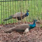 2 Koppels Mooie Pauwen te Koop, Dieren en Toebehoren, Meerdere dieren, Overige soorten
