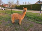 Diverse Alpaca’s, Dieren en Toebehoren, Juli, Meerdere dieren