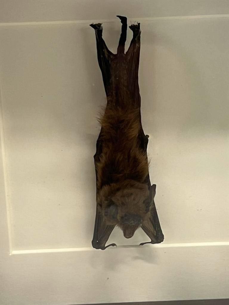 Opgezette vleermuis in lijst 16 x 16 cm, Verzamelen, Dierenverzamelingen, Ophalen of Verzenden, Zo goed als nieuw, Insect, Opgezet dier