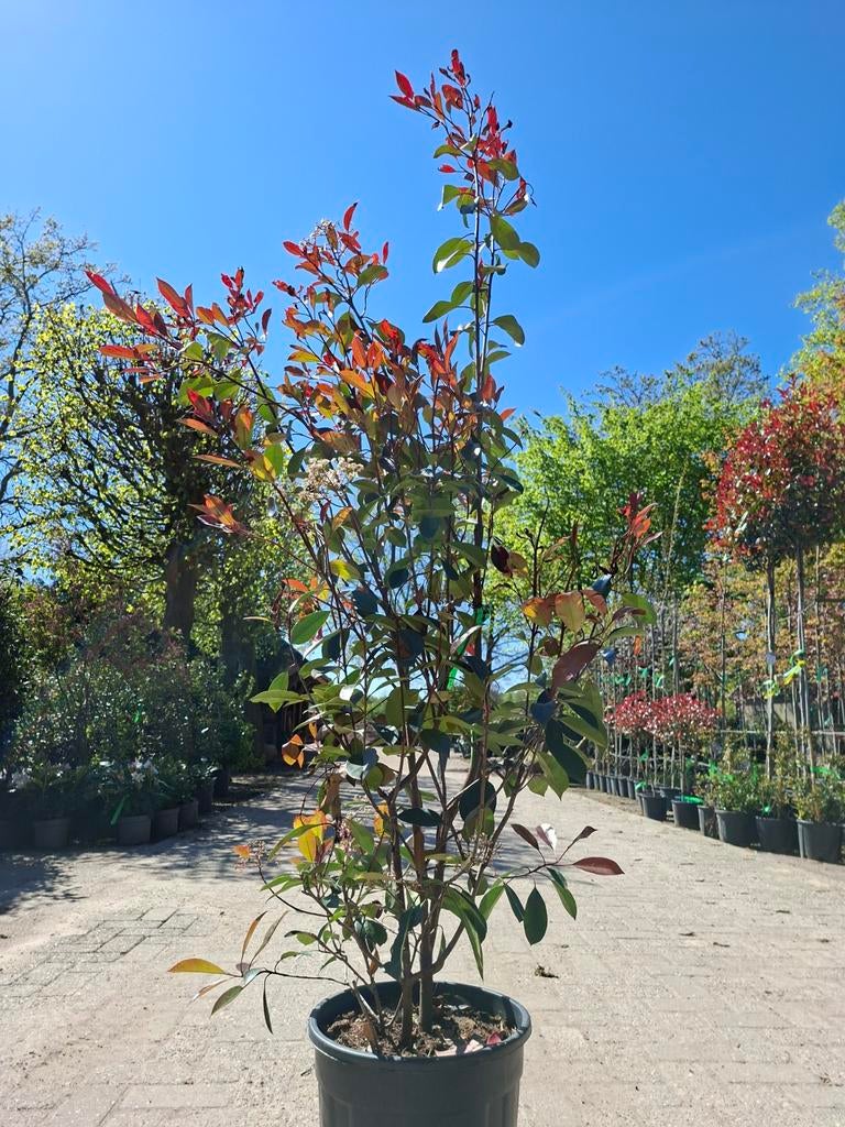 Glansmispel, Photinia fraseri 'Red Robin' in pot, Overige soorten, Lente, 100 tot 250 cm, Ophalen