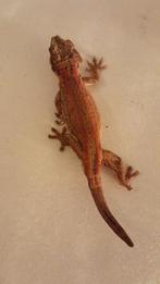"Gargoyle Gecko mannetje rood/oranje, Hagedis, 3 tot 6 jaar