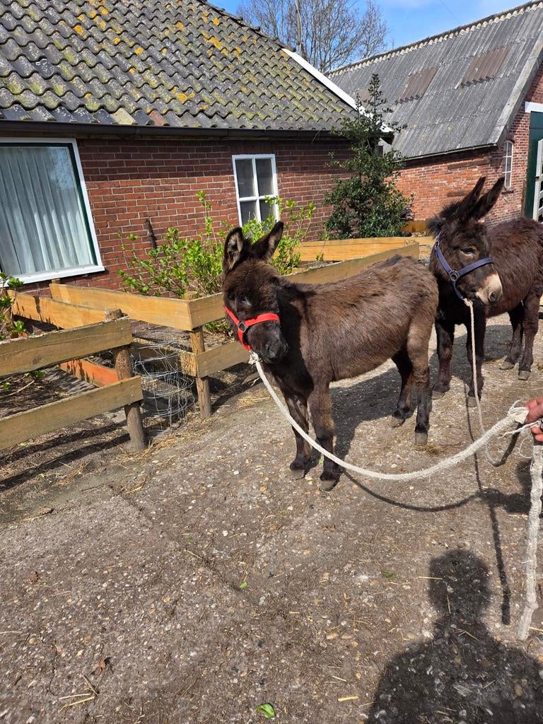 Te koop ezels, Dieren en Toebehoren, Overige Dieren, April, Meerdere dieren