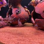 6 Synodontis Multipunctatus, Dieren en Toebehoren, Vis