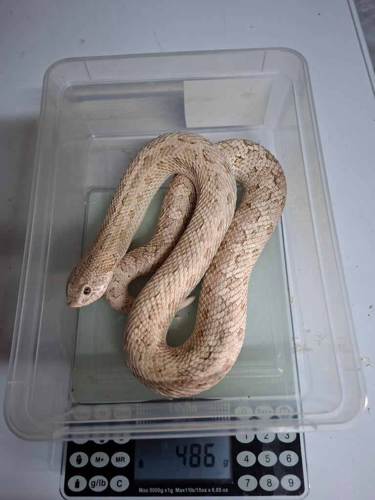 Hognose toxic 1.1