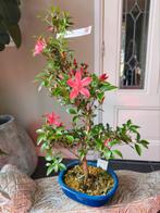 Satsuki Azalea Asuka-No-Homare bonsai 65cm, Bloeit niet, Halfschaduw, Minder dan 100 cm, Overige soorten