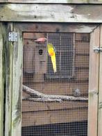 Koppel bourke parkieten, elegant en kwartels, Meerdere dieren, Parkiet