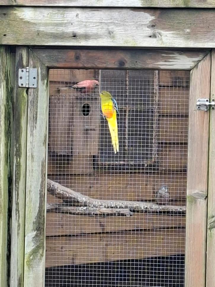 Koppel bourke parkieten, elegant en kwartels, Dieren en Toebehoren, Vogels | Parkieten en Papegaaien, Parkiet, Meerdere dieren