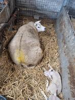 Stelletje schaap met 2 lammeren., Dieren en Toebehoren, Schapen, Geiten en Varkens, Mannelijk, Schaap