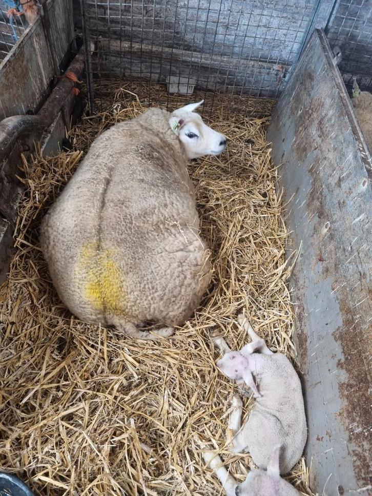 Stelletje schaap met 2 lammeren., Dieren en Toebehoren, Schapen, Geiten en Varkens, Schaap, Mannelijk