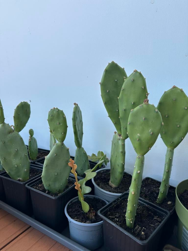 Cactus kamerplant plant, Ophalen, Overige soorten, Volle zon