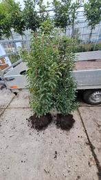 Portugese laurier de idealen haag plant tot 170 cm hoog, Ophalen of Verzenden, Laurier, 100 tot 250 cm