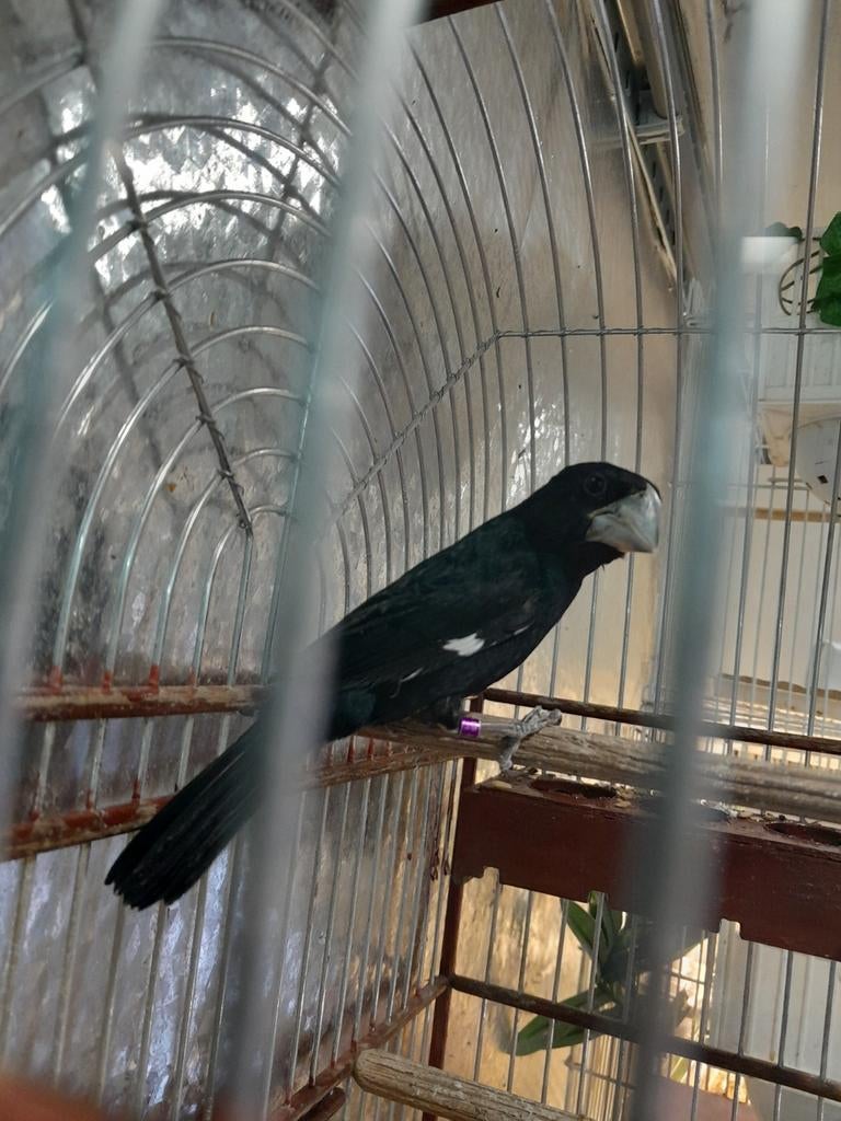 Twatwa  man, Dieren en Toebehoren, Vogels | Overige Vogels, Mannelijk, Geringd