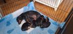 Super mooie stamboom teckel pups, Dieren en Toebehoren, Parvo, 8 tot 15 weken, Korthaar, Dwerg