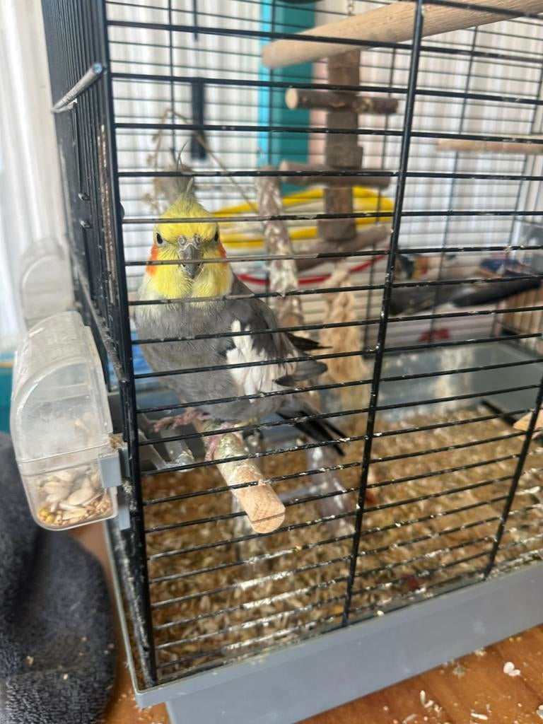 Tamme valkparkiet, Dieren en Toebehoren, Vogels | Parkieten en Papegaaien, Mannelijk, Parkiet, Tam