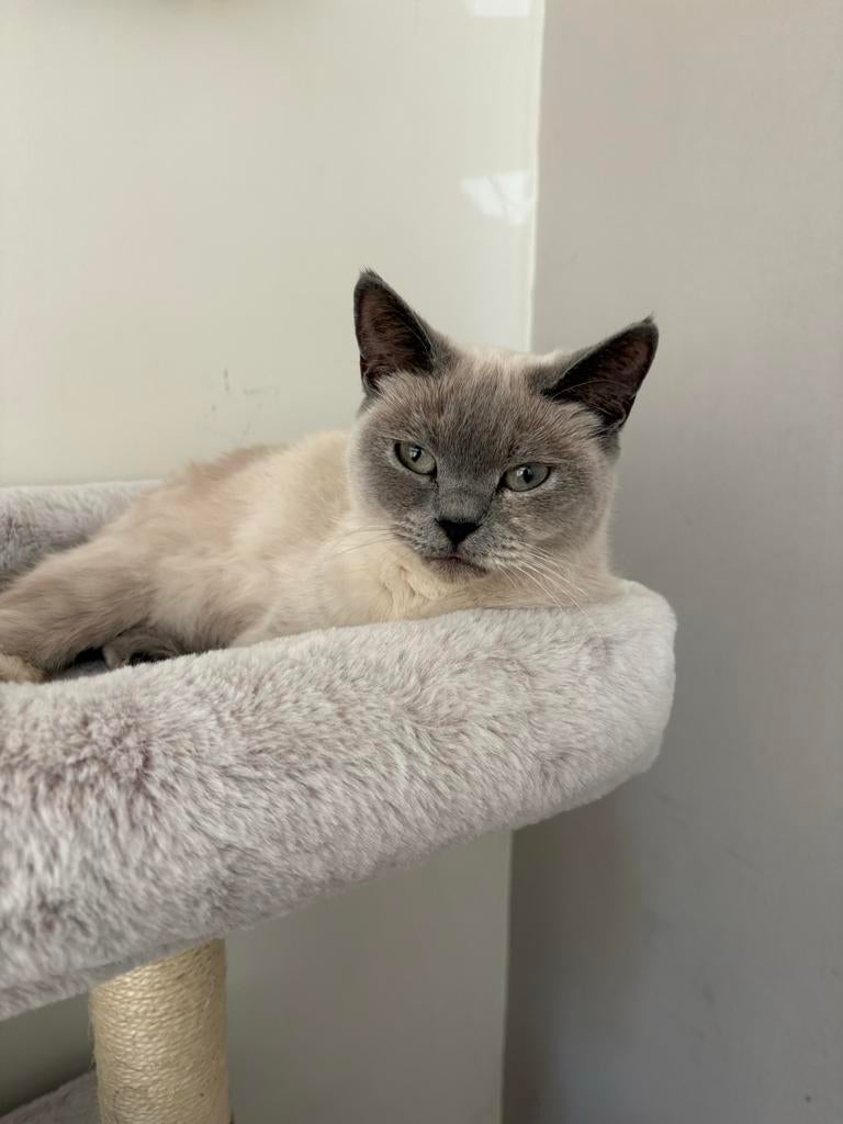 We zoeken een forever home voor Rosy, Dieren en Toebehoren, Katten en Kittens | Overige Katten, Poes