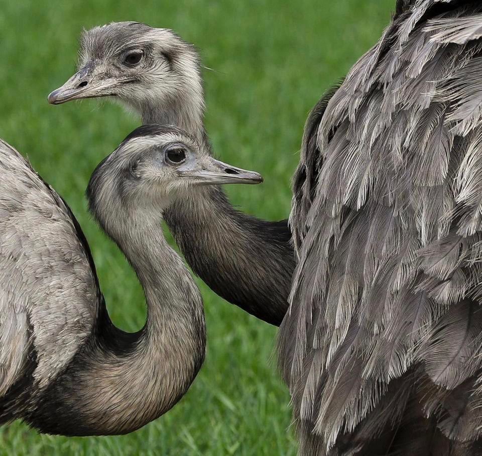 Nandoe Koppel gewild, Meerdere dieren, Parkiet