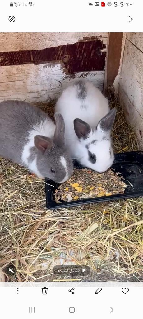 Twee konijnen te koop inclusief gratis huisje, Meerdere dieren, Klein, 0 tot 2 jaar