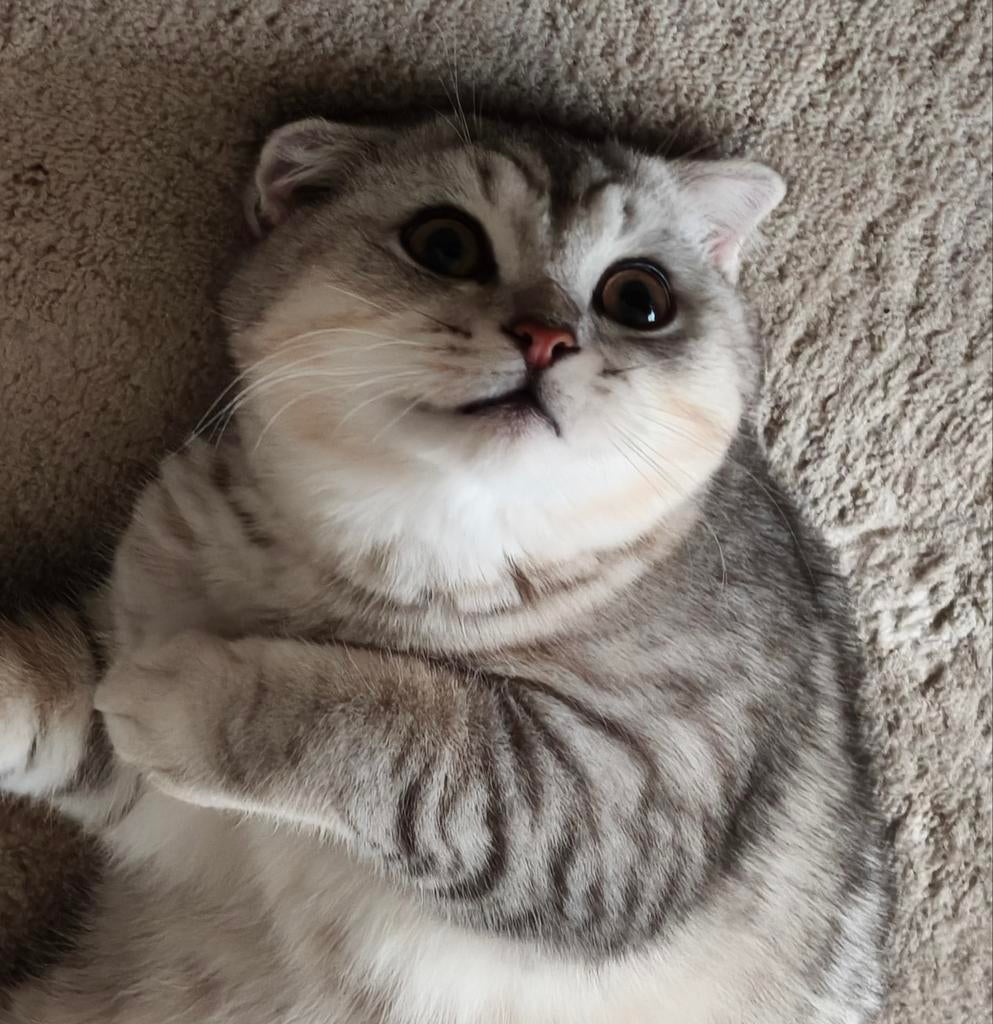 Mooie Kater, Kater, Met stamboom, 0 tot 2 jaar