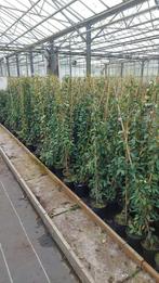 Jasmijnen 150+ mooie kwaliteit voordeligste van mp 9,95!, Tuin en Terras, Ophalen, Volle zon, Vaste plant, Klimplanten