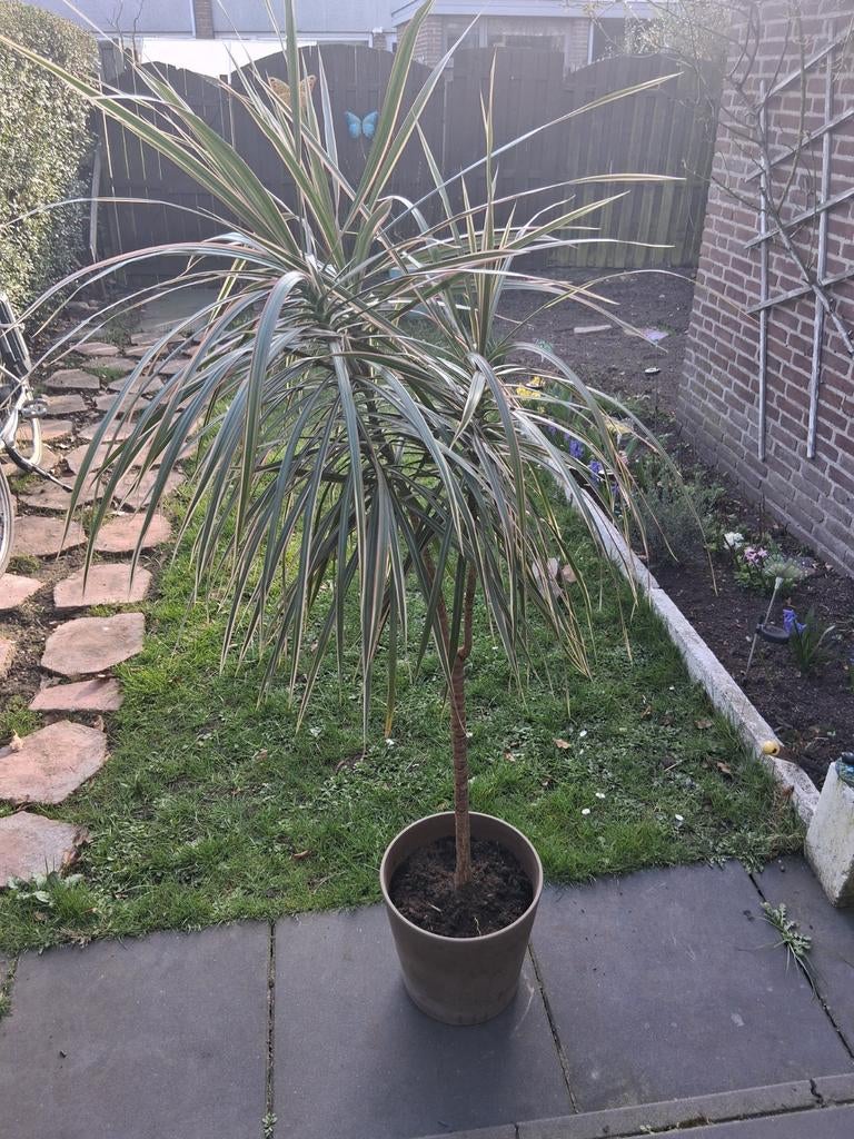 Grote Dracaena Marginata - Kamerplant, Ophalen, Overige soorten, Halfschaduw, In pot