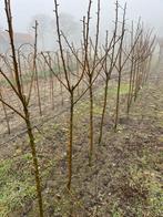 Malus ‘golden delicious’, Ophalen, Lente, Appelboom, Halfschaduw