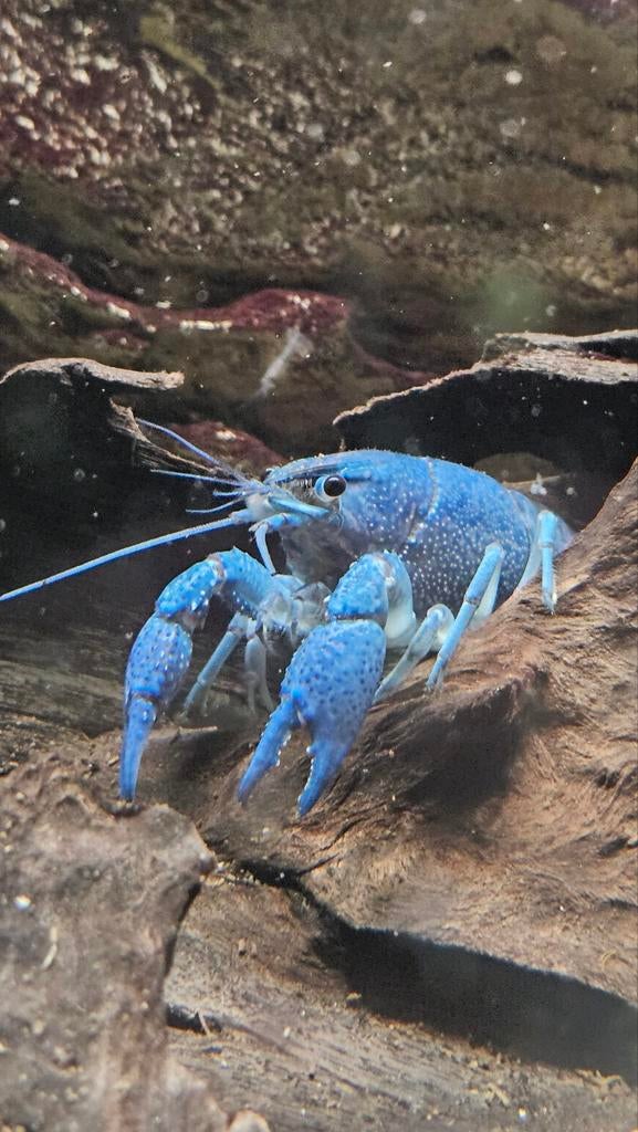 Blauwe florida kreeft