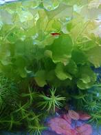 Aquarium plant - stekken, Overige typen