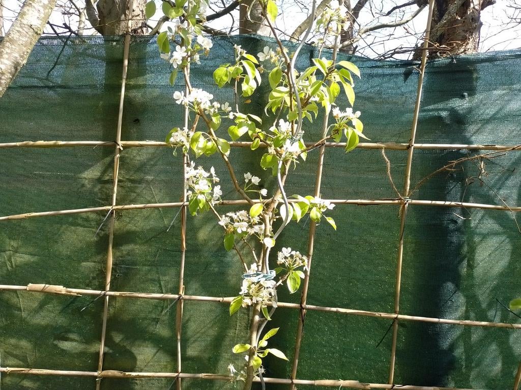 Pruimenboom 5 jaar oud, Ophalen, Lente, Volle zon, In pot