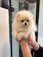 Pomeranian supermini, Dieren en Toebehoren, Particulier, 8 tot 15 weken, Buitenland, Parvo